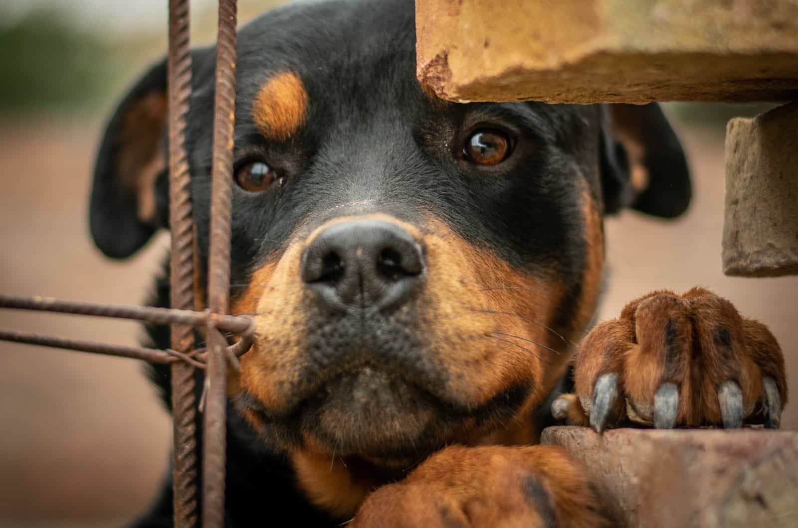 rottweiler mirando a la cámara