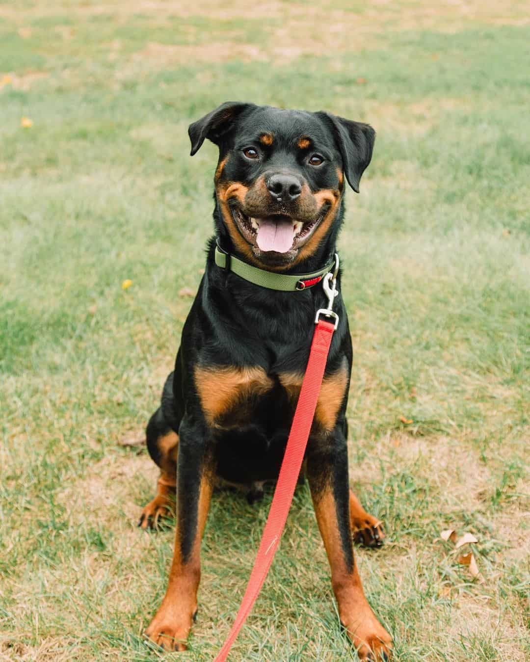 rottweiler en una correa