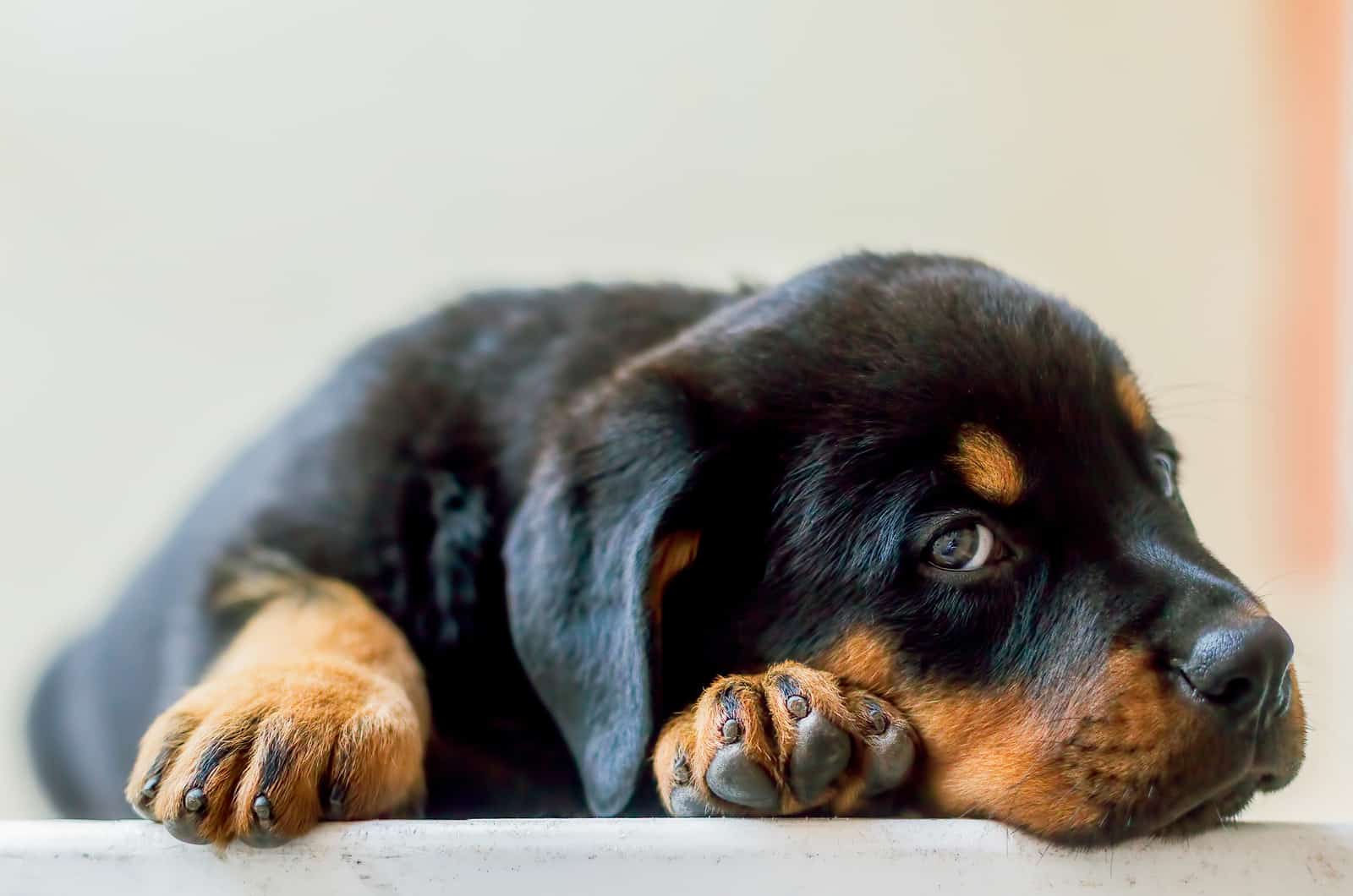 cachorro de rottweiler