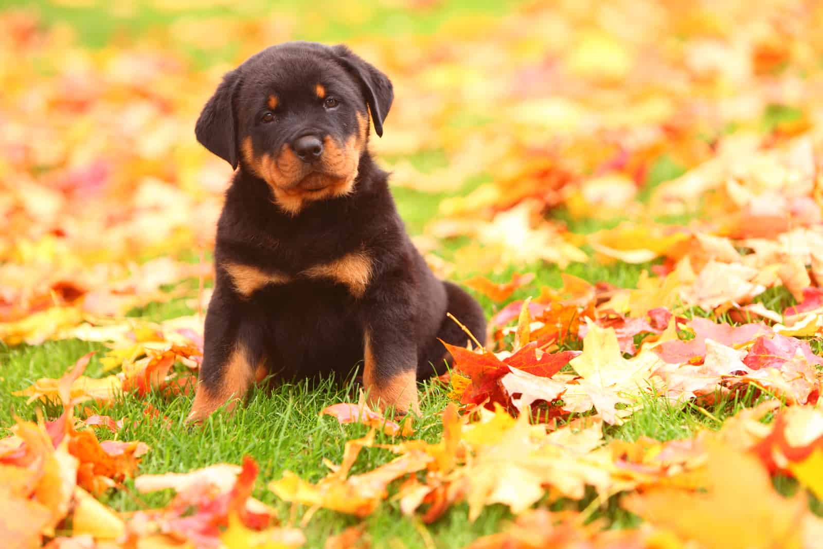 cachorro de rottweiler y hojas de otoño