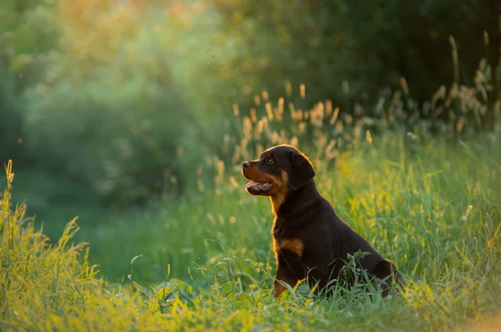 cachorro de rottweiler en la naturaleza