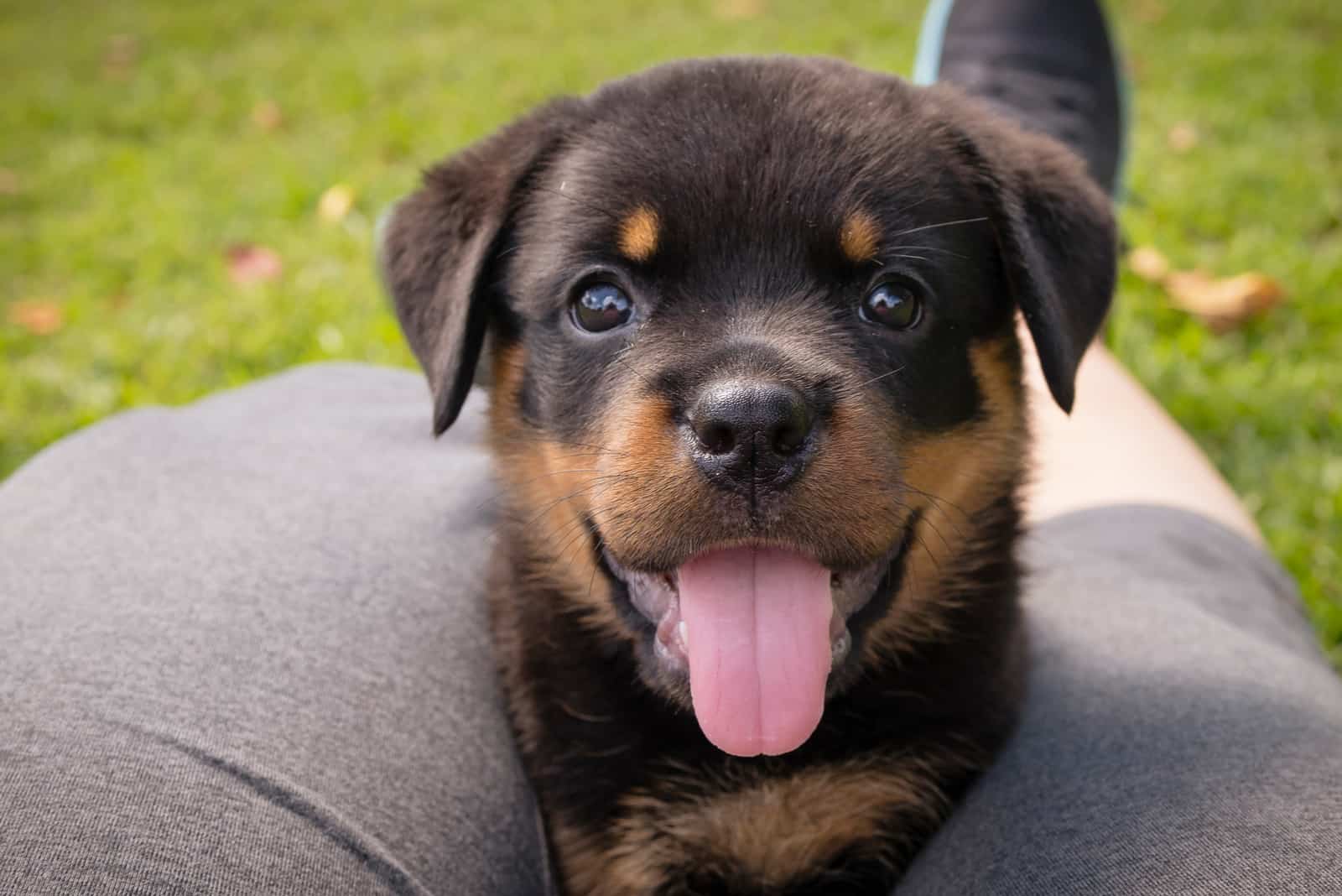 cachorro de rottweiler sacando la lengua