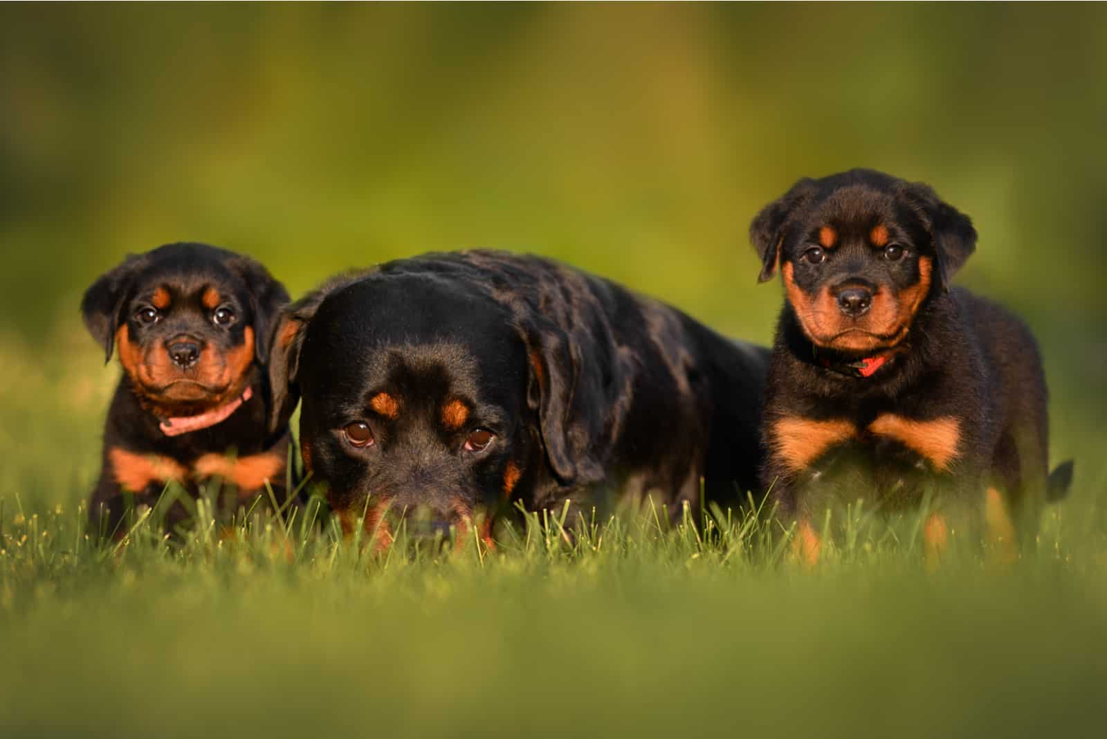 rottweiler con dos cachorros