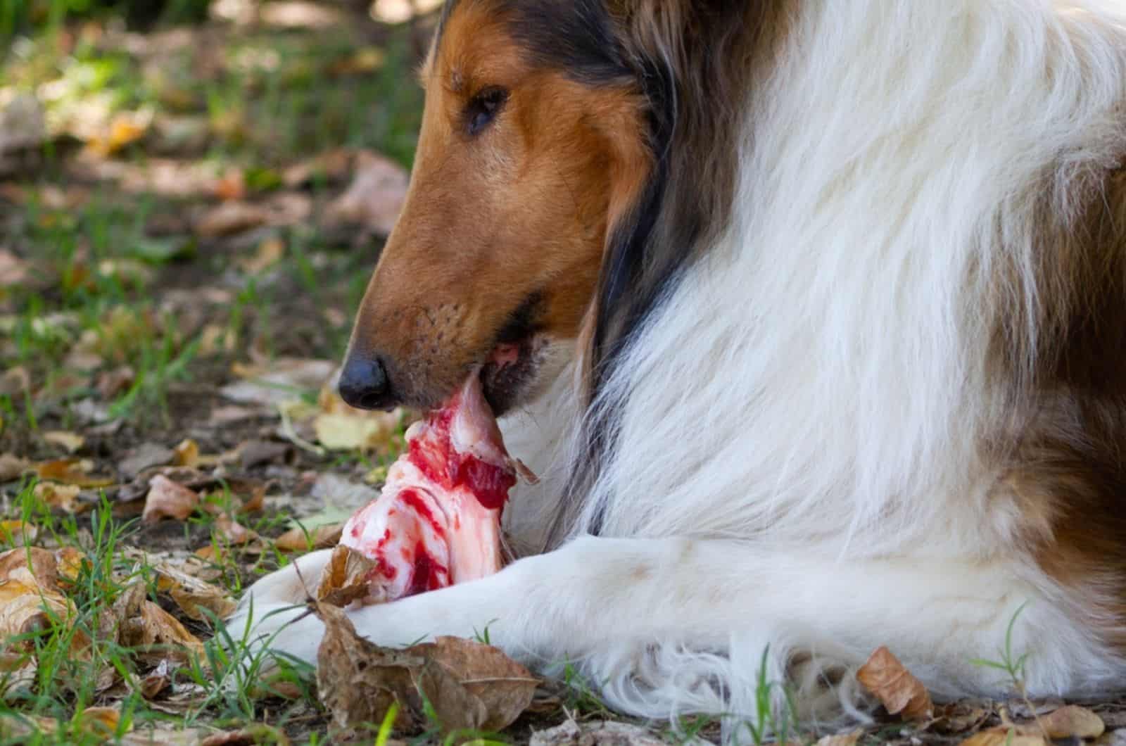 rough collie comiendo un hueso grande con carne cruda al aire libre