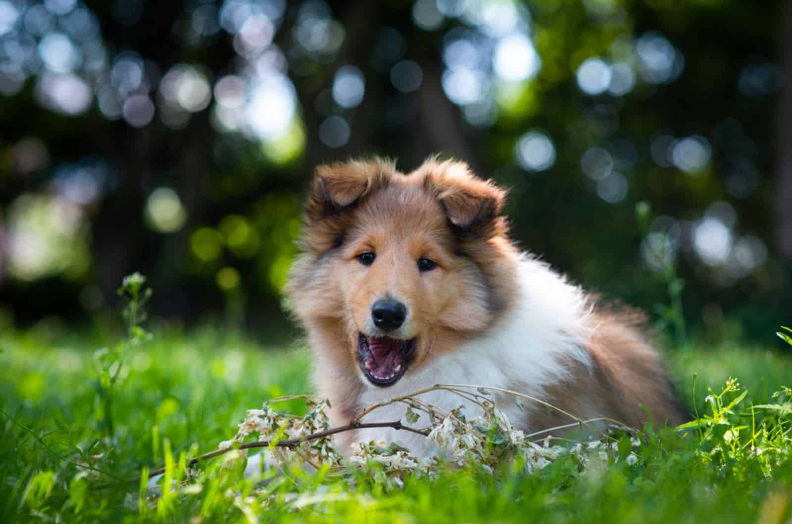 cachorro rough collie acostado en la hierba