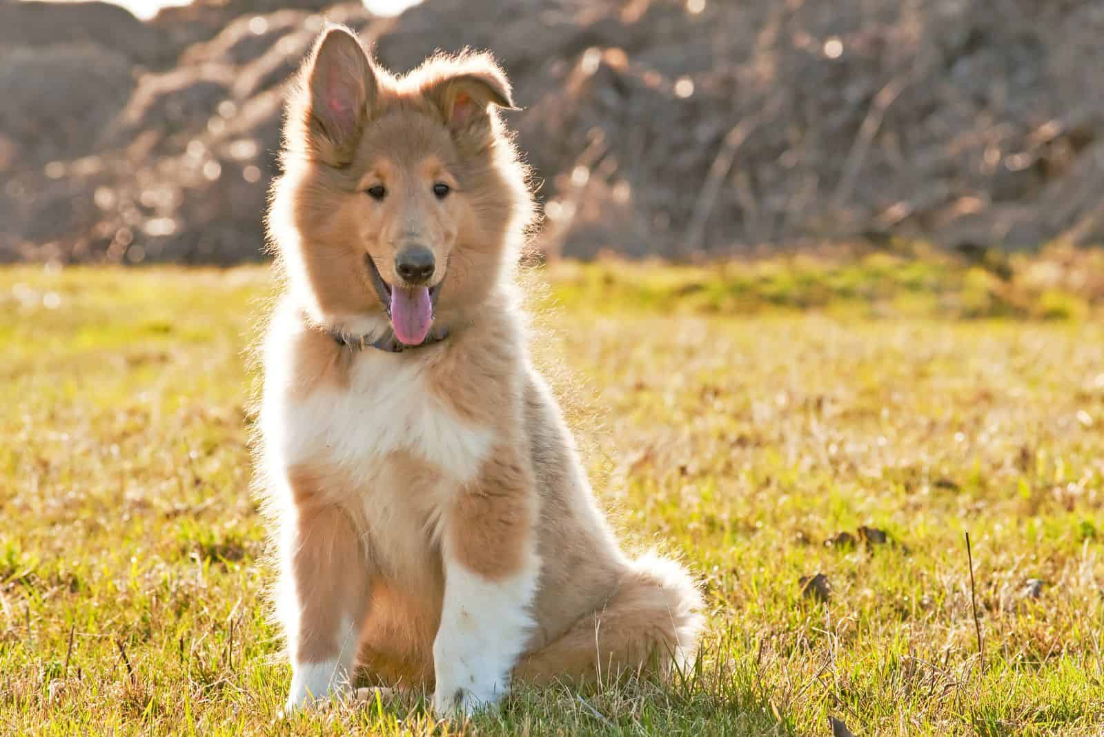 Cachorro de collie de pelo largo sentado en el césped
