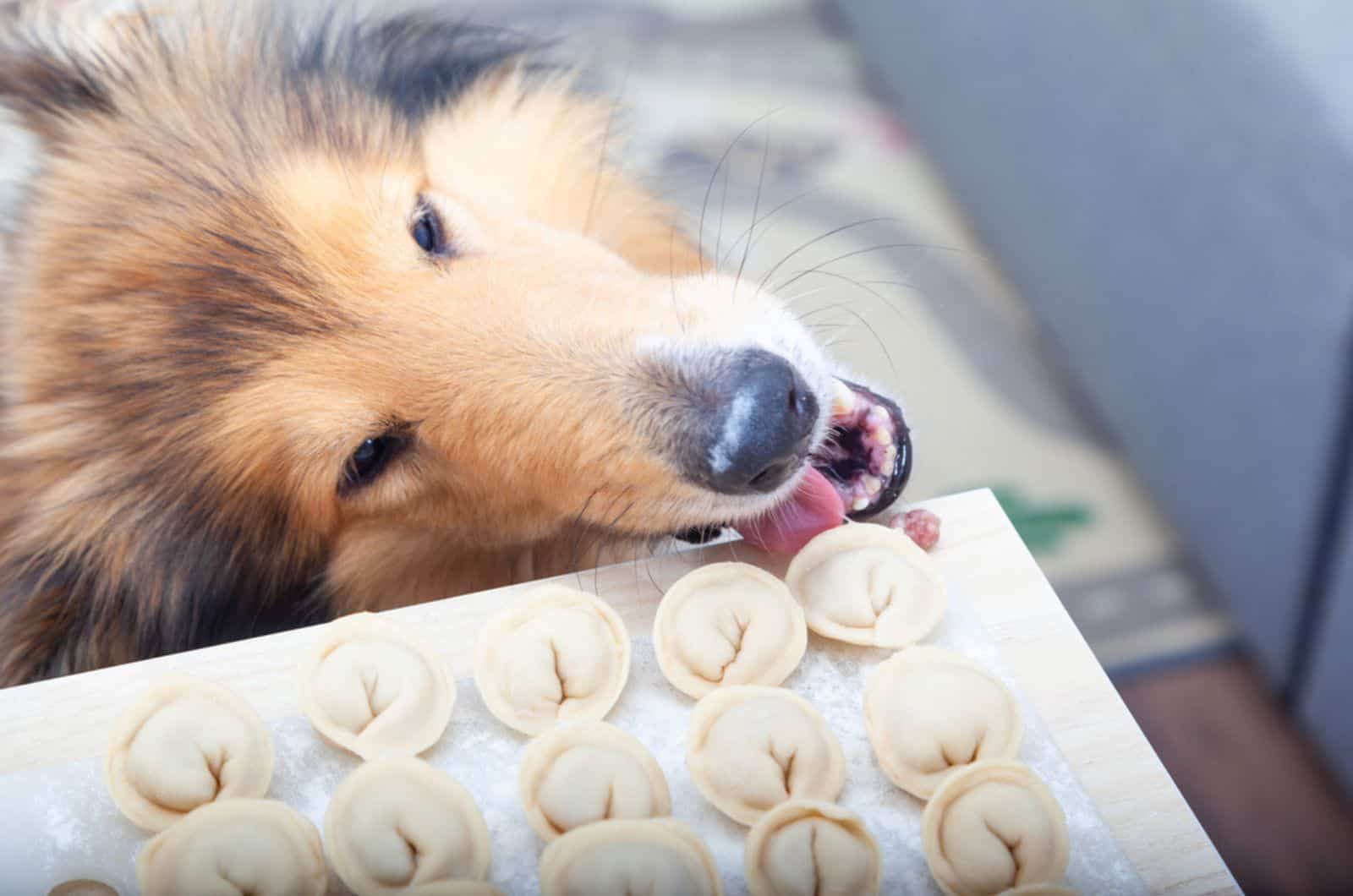 rough collie robando comida de la mesa