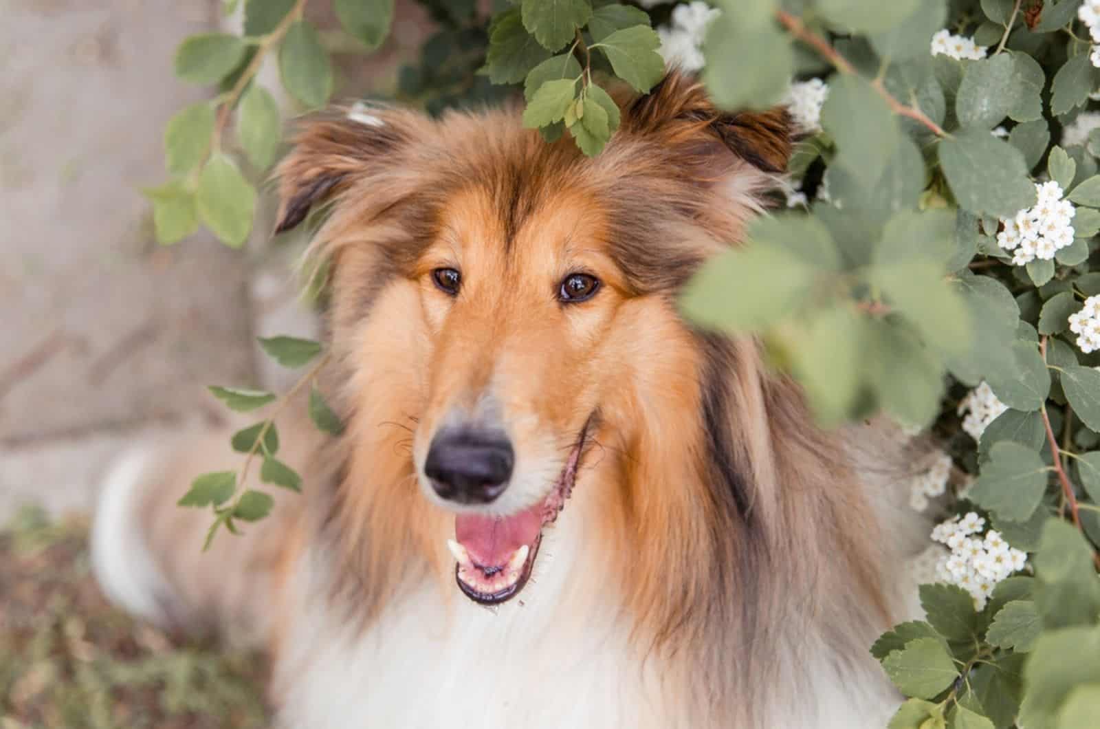 collie de pelo largo en el jardín