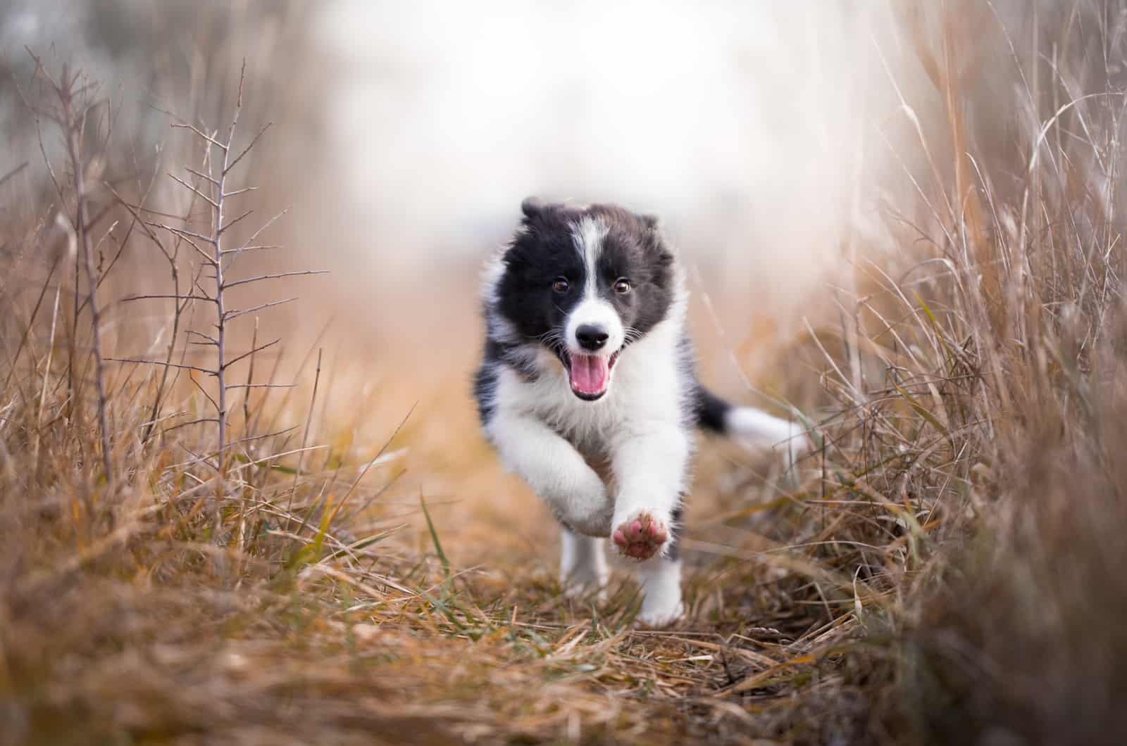 Cachorro de Border Collie corriendo