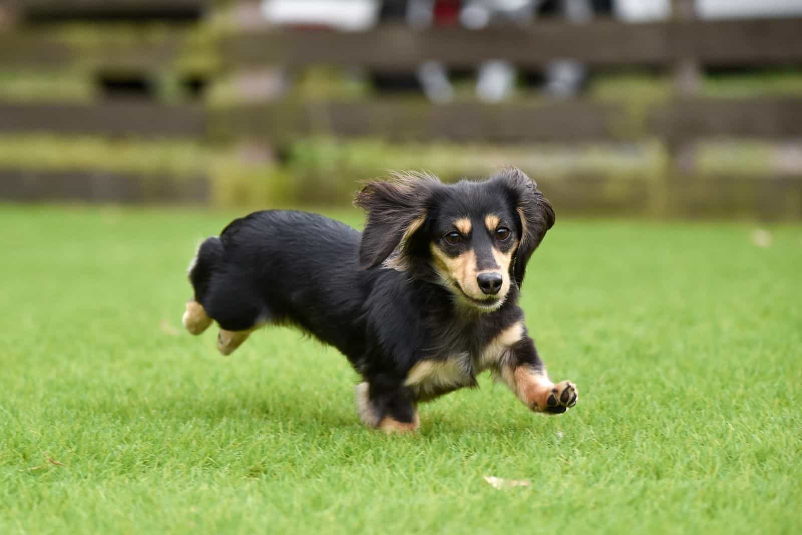 perro dachshund corriendo en el campo