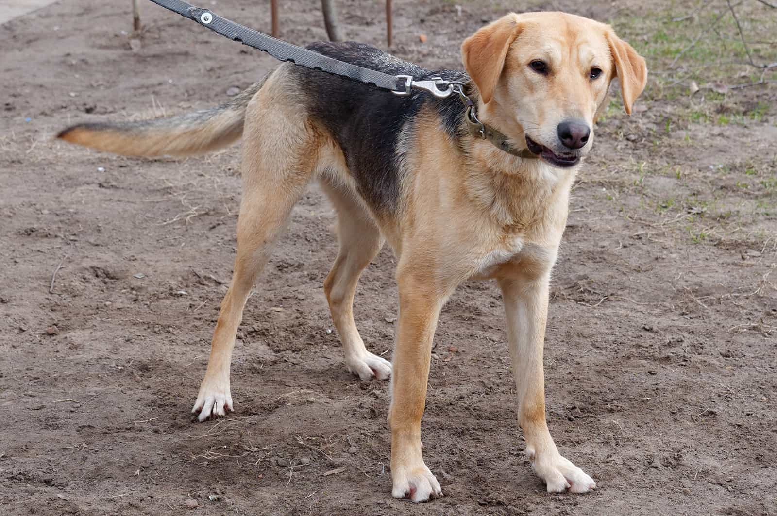 sabueso ruso de pie en el suelo