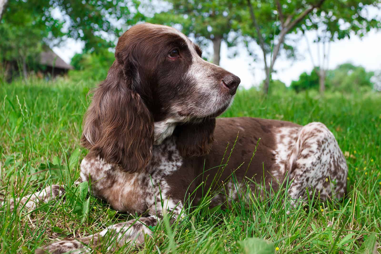 spaniel ruso sentado en el césped