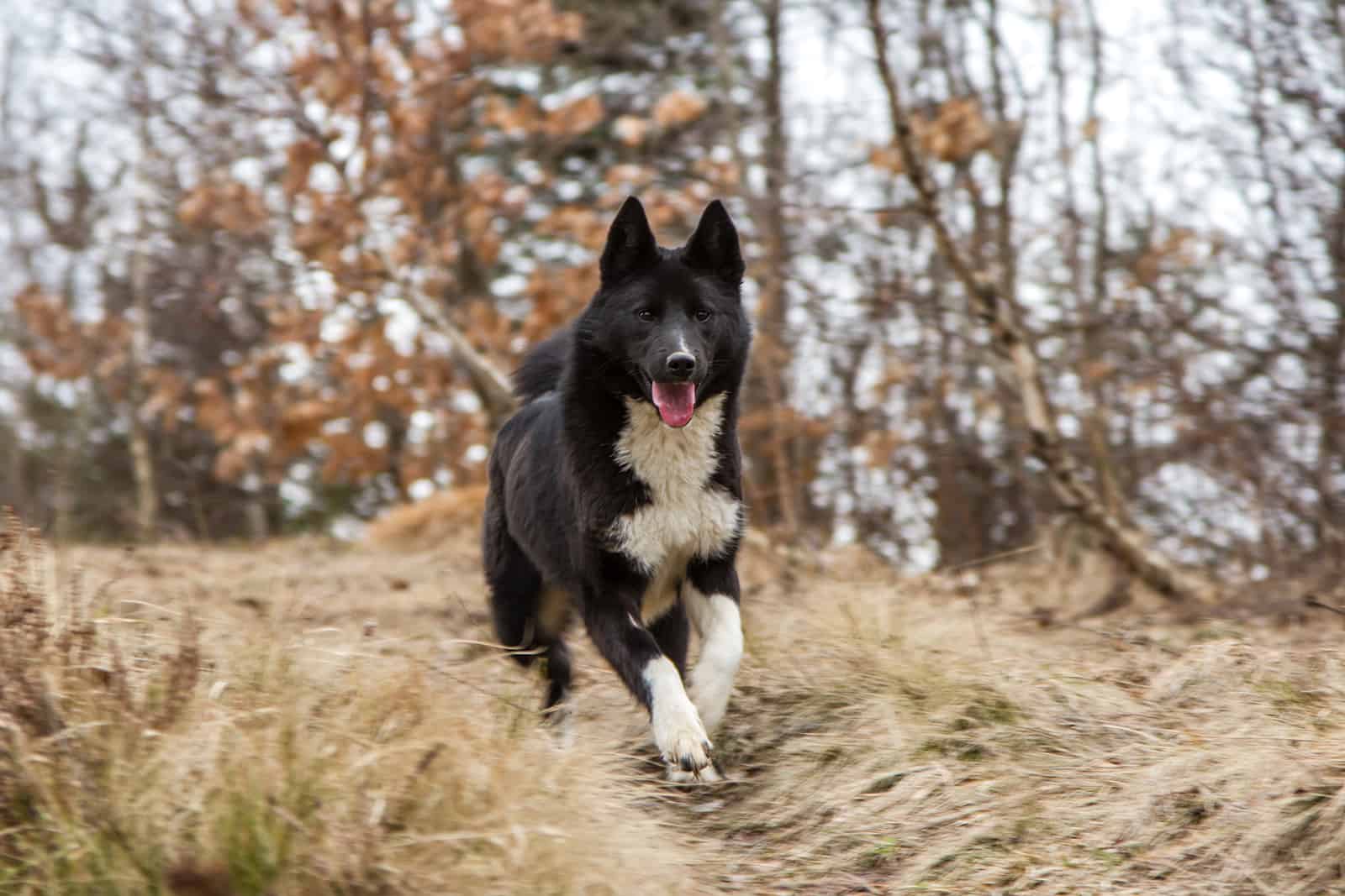 laika ruso-europeo corriendo en el bosque