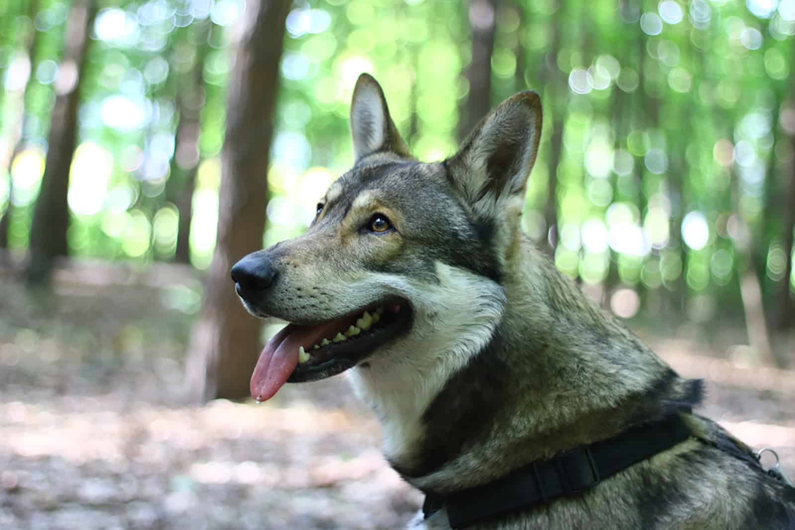 Perro lobo de Saarloos en el bosque