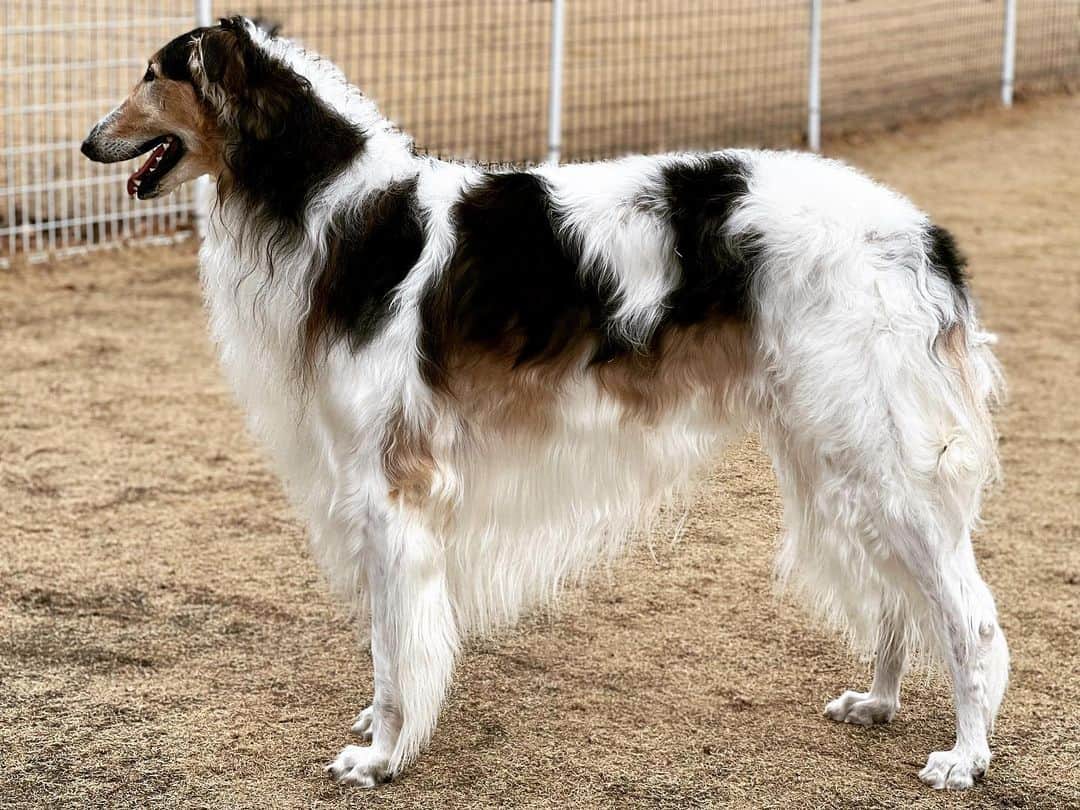 borzoi sable