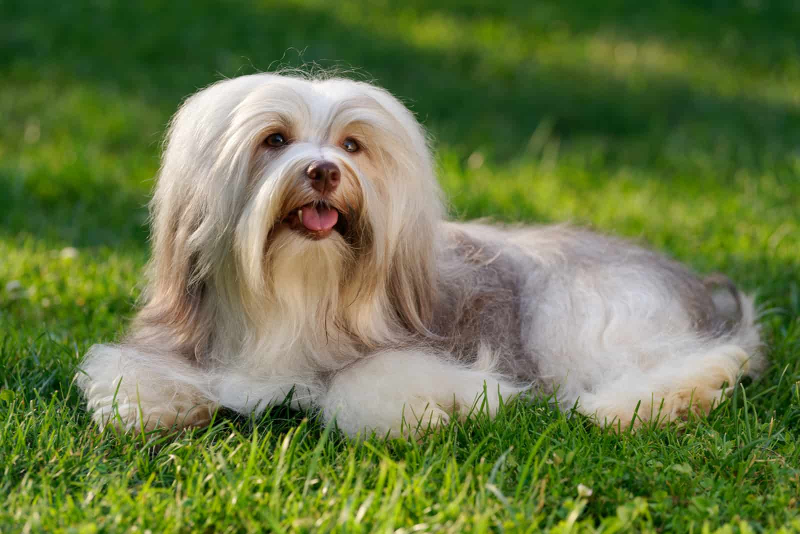 perro habanero de color sable