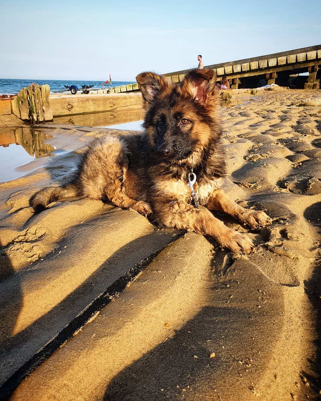 perro pastor alemán sable en la playa