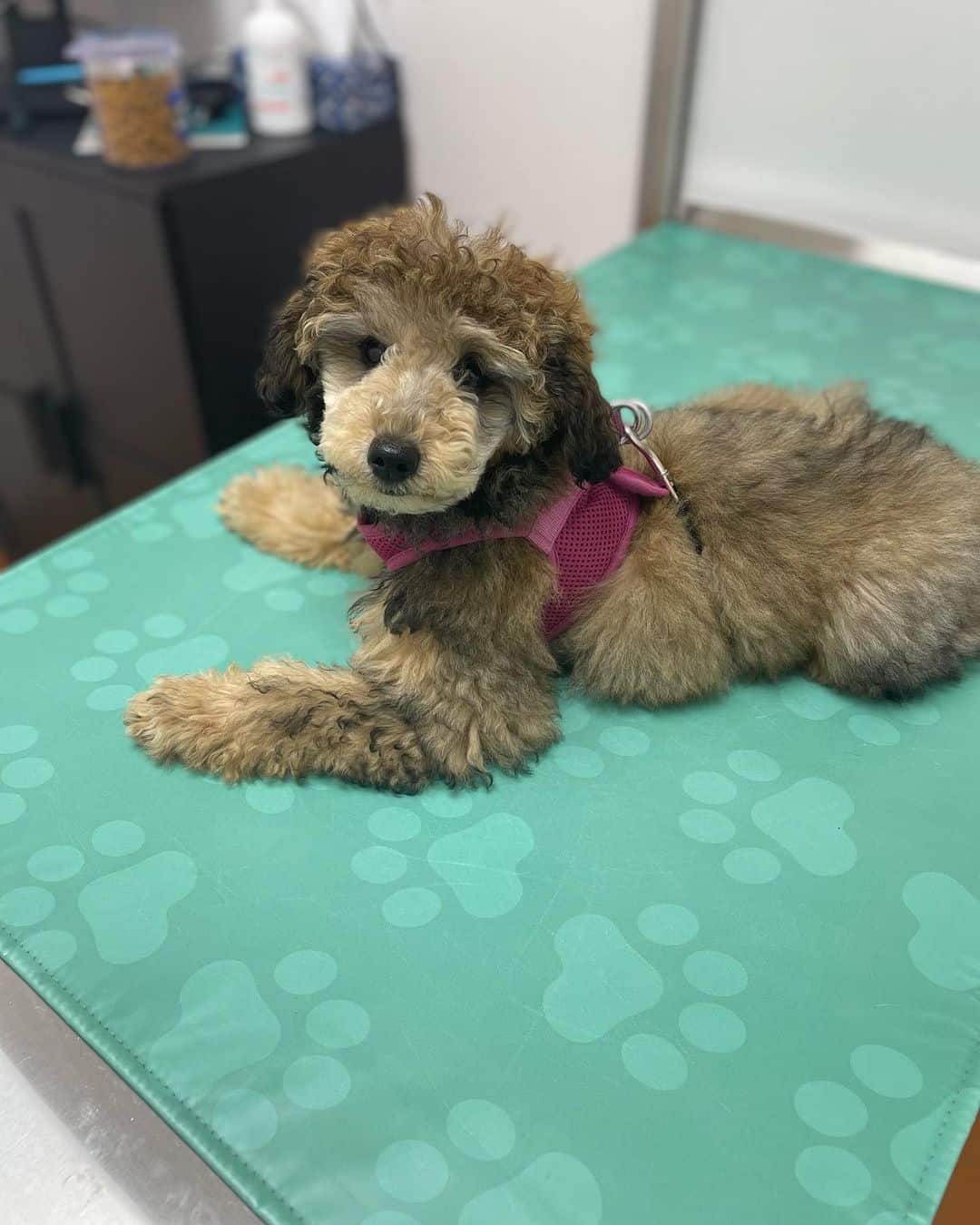 caniche sable en el veterinario