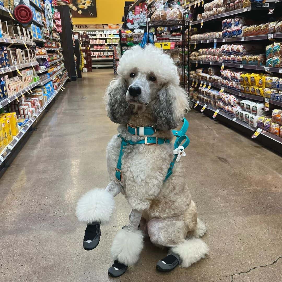 caniche sable sentado en la tienda