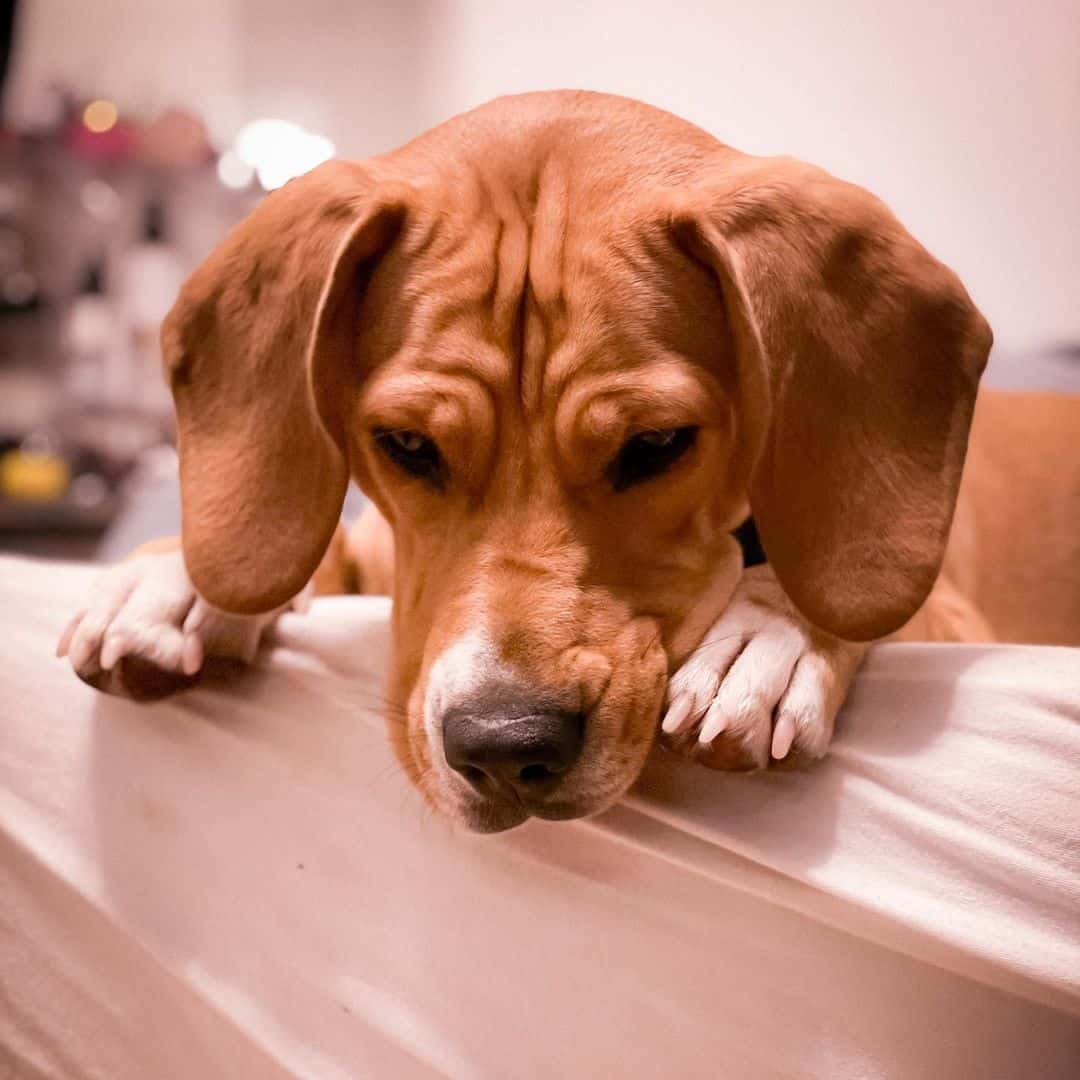 mezcla de Coonhound y Beagle triste en casa