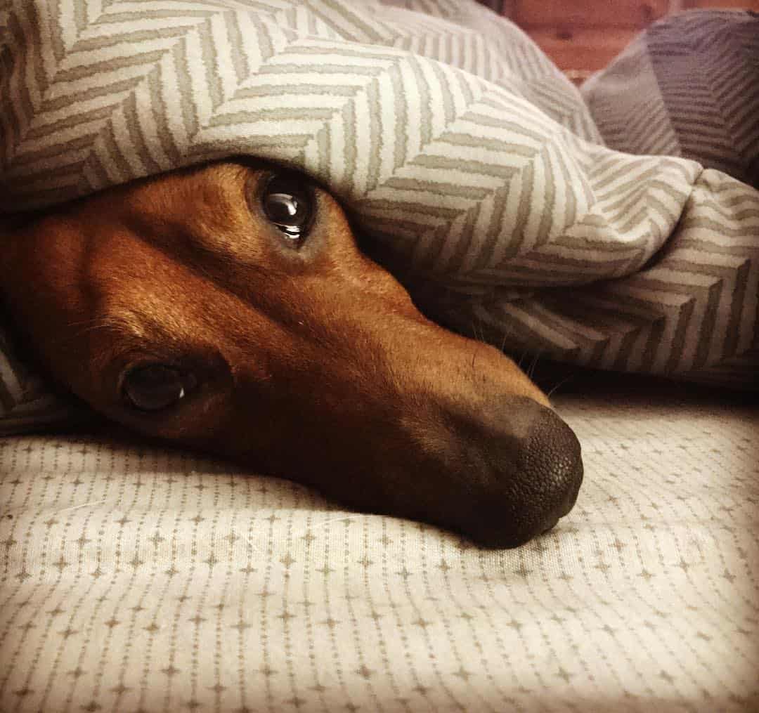 Dachshund triste acostado
