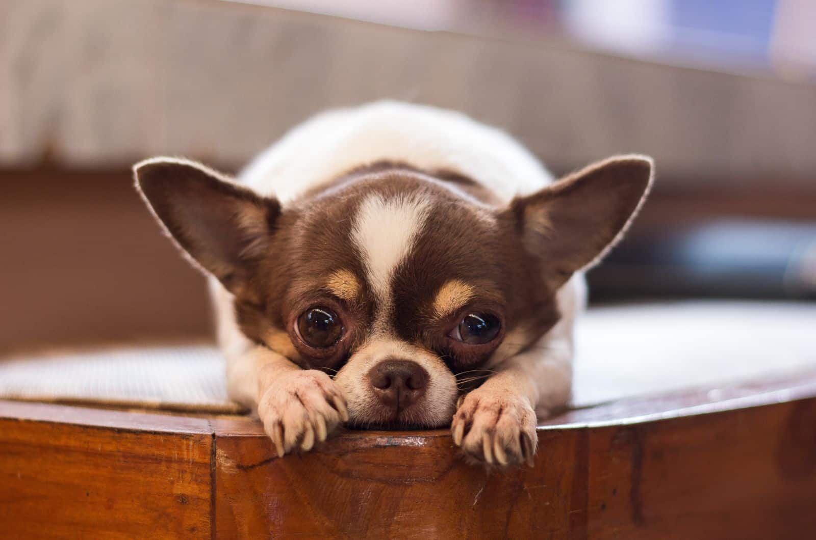 chihuahua cabeza de manzana triste