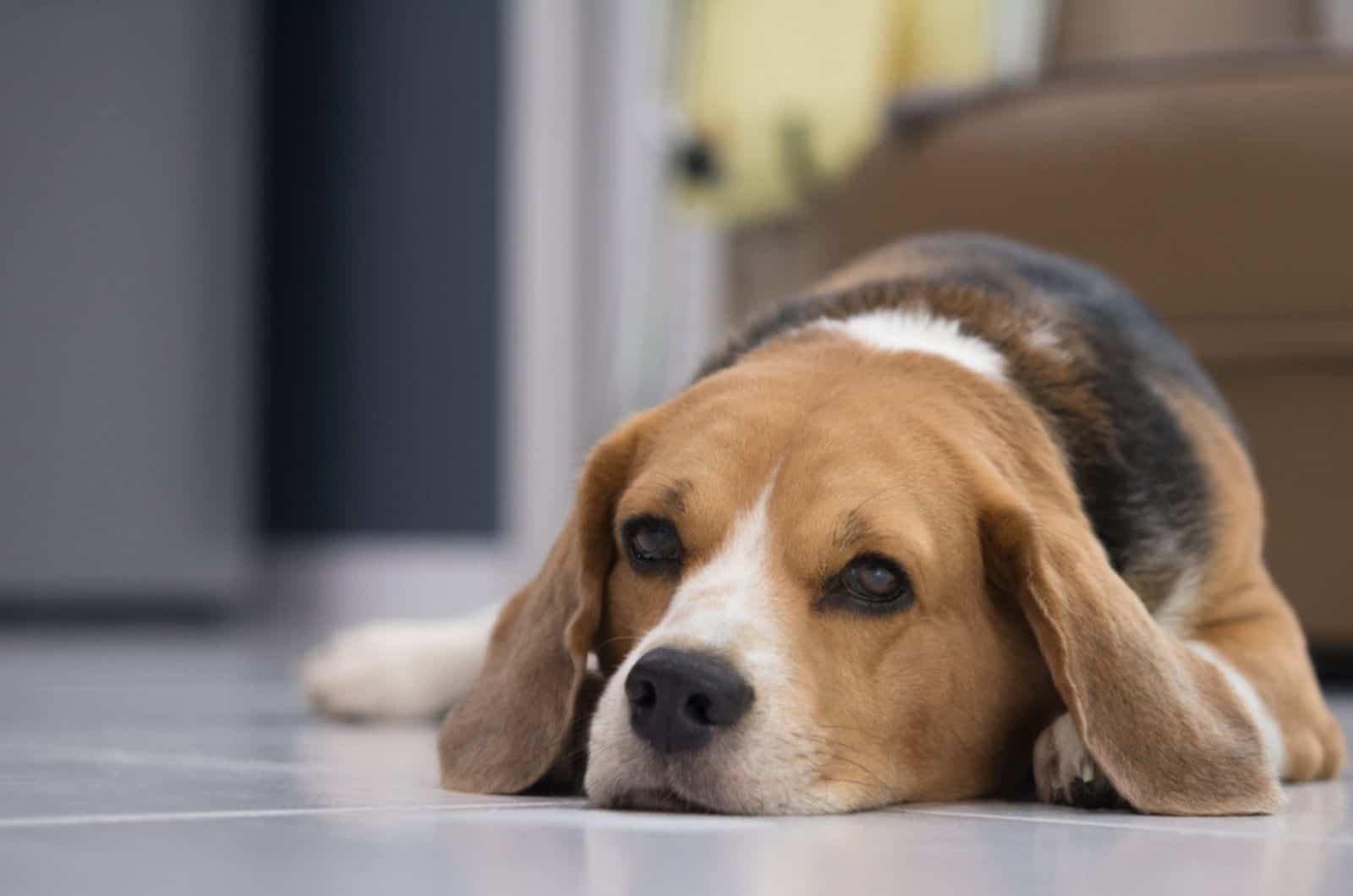 Perro beagle triste acostado en el suelo