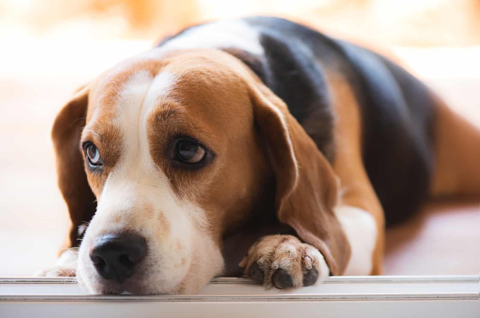 perro beagle triste