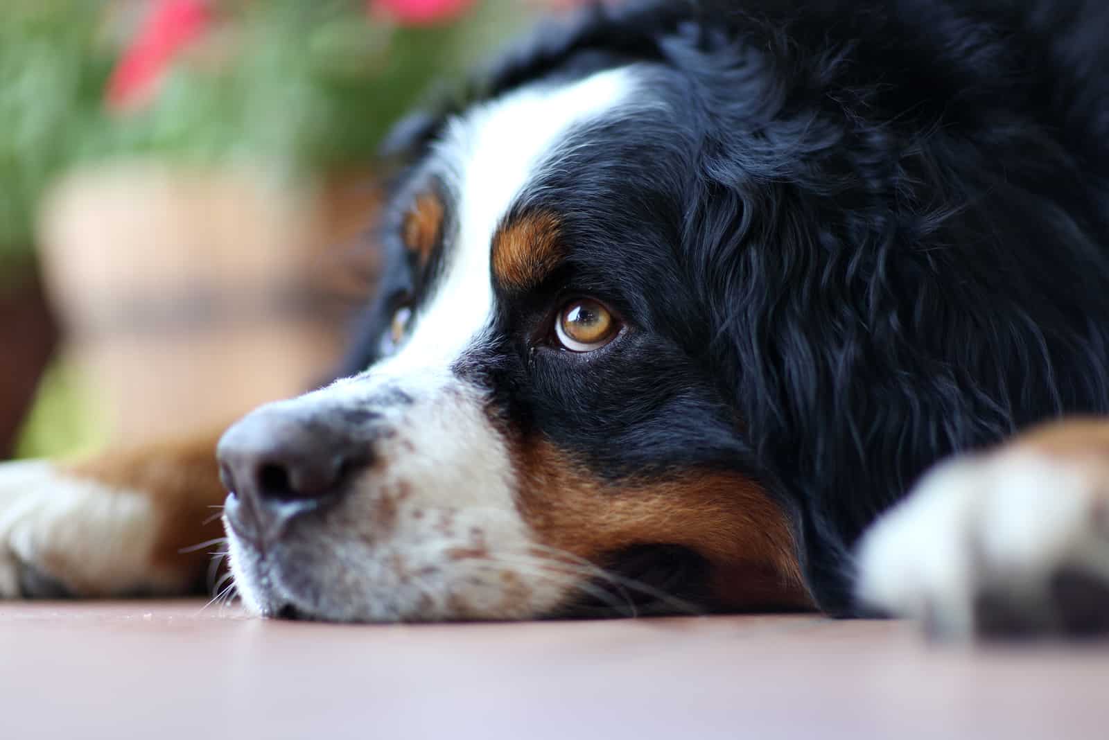 Perro de montaña de Berna triste