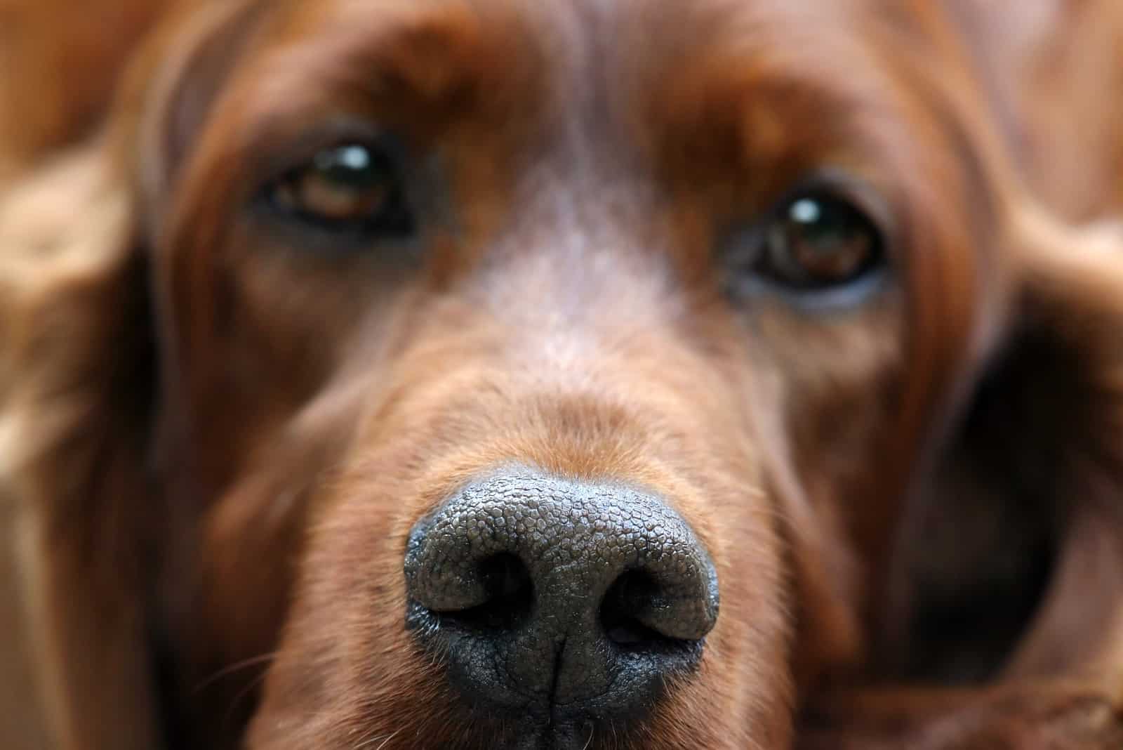 perro cansado duerme en un sofá acogedor