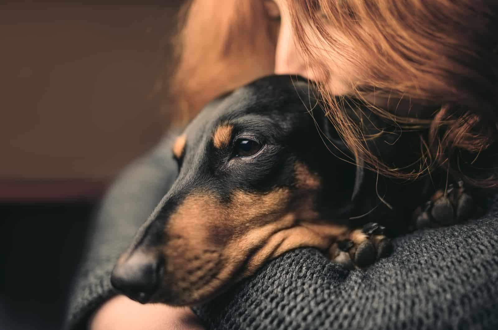 dachshund triste
