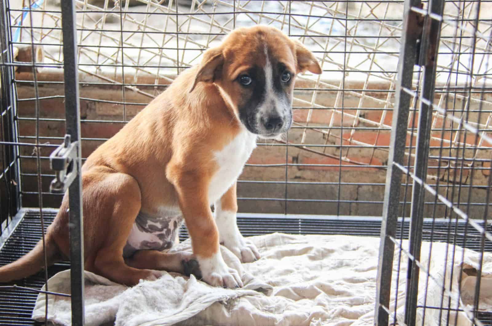 perro triste en una jaula en un refugio