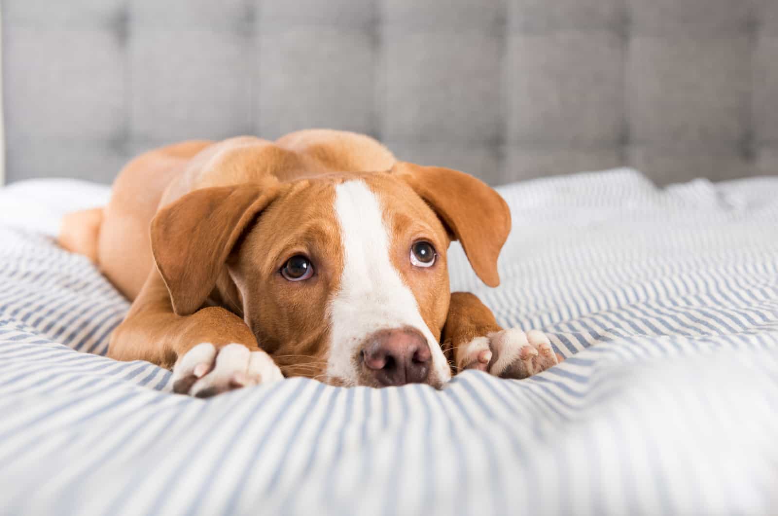 perro triste acostado en la cama