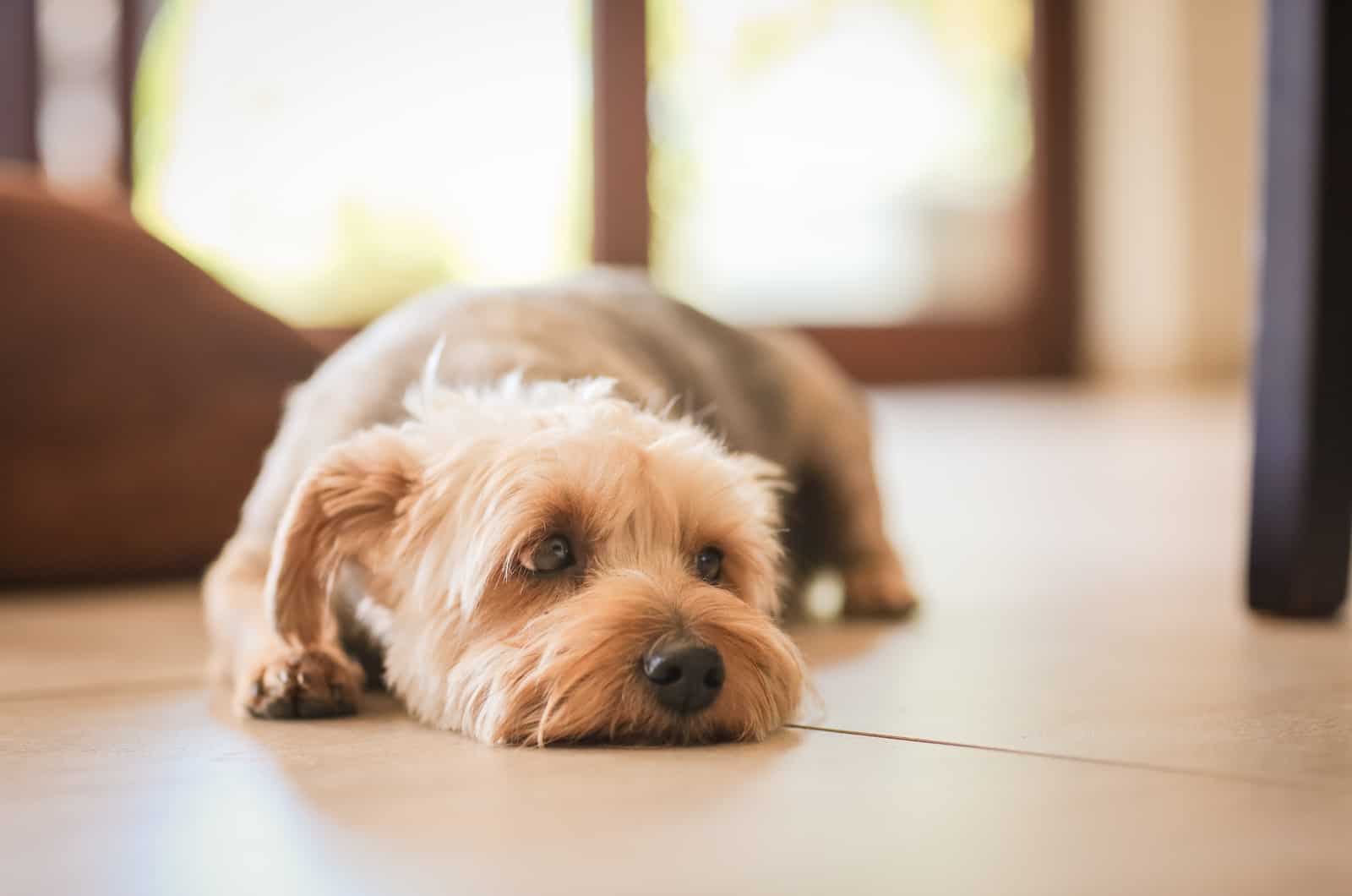 perro triste acostado en la casa