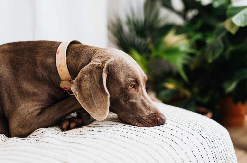 perro triste acostado en la cama