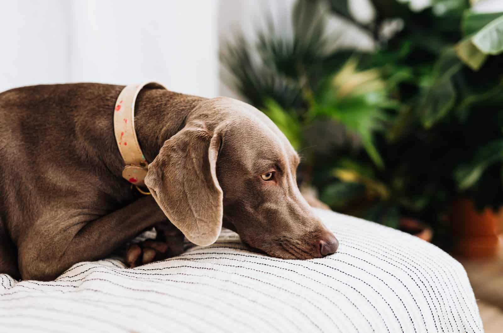 perro triste acostado en la cama