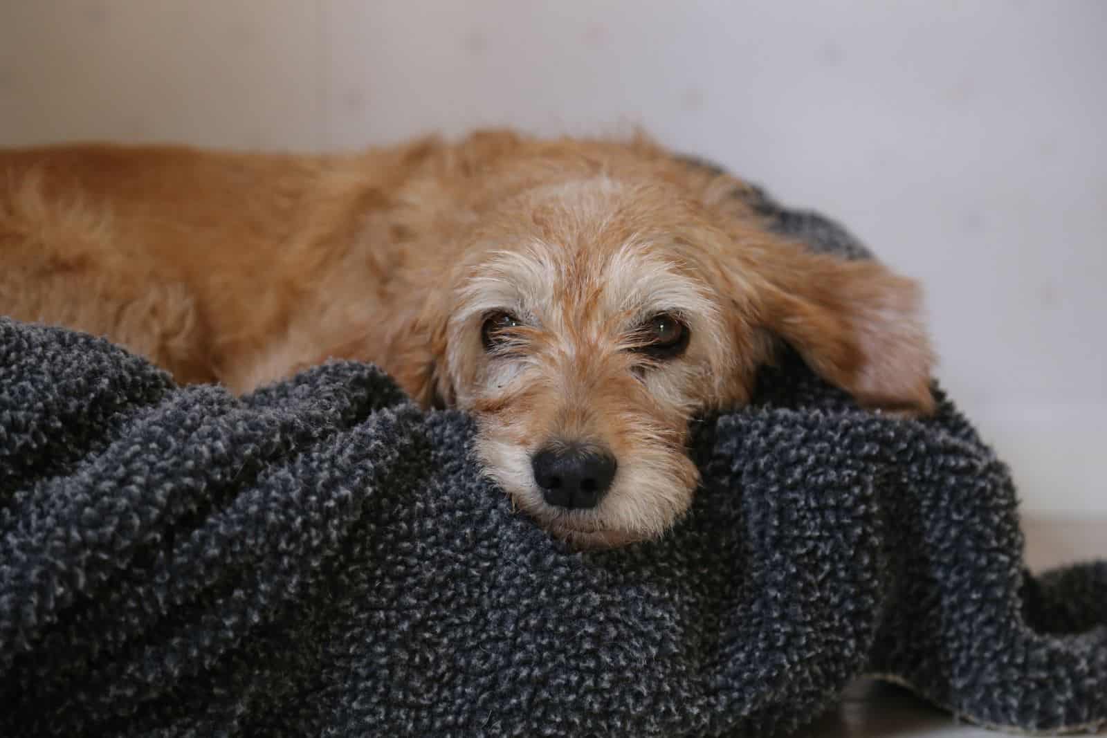 perro triste en una manta