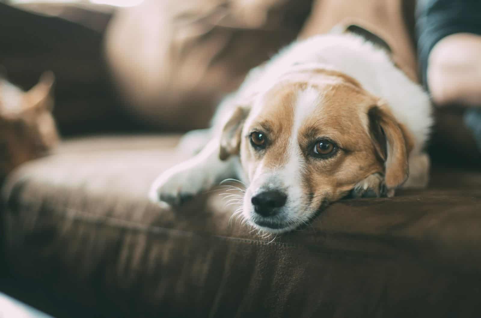 perro triste en el sofá