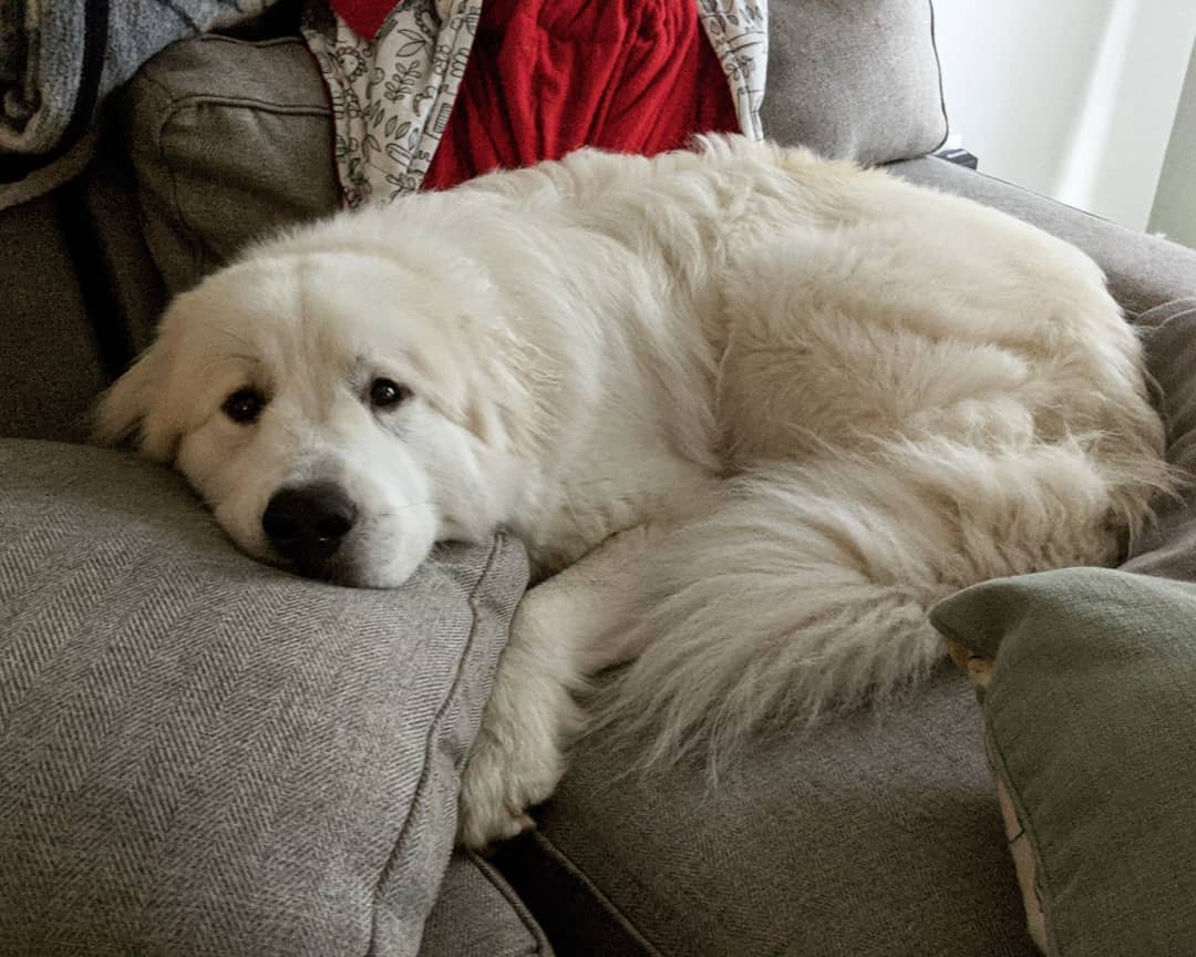 perro triste sobre almohadas