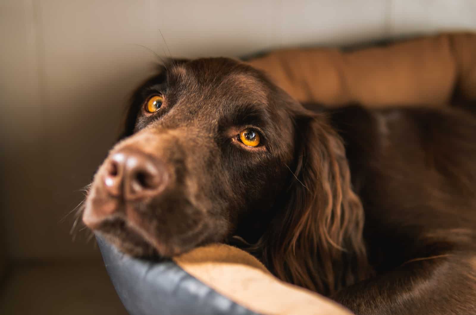 perro triste descansando en una cama