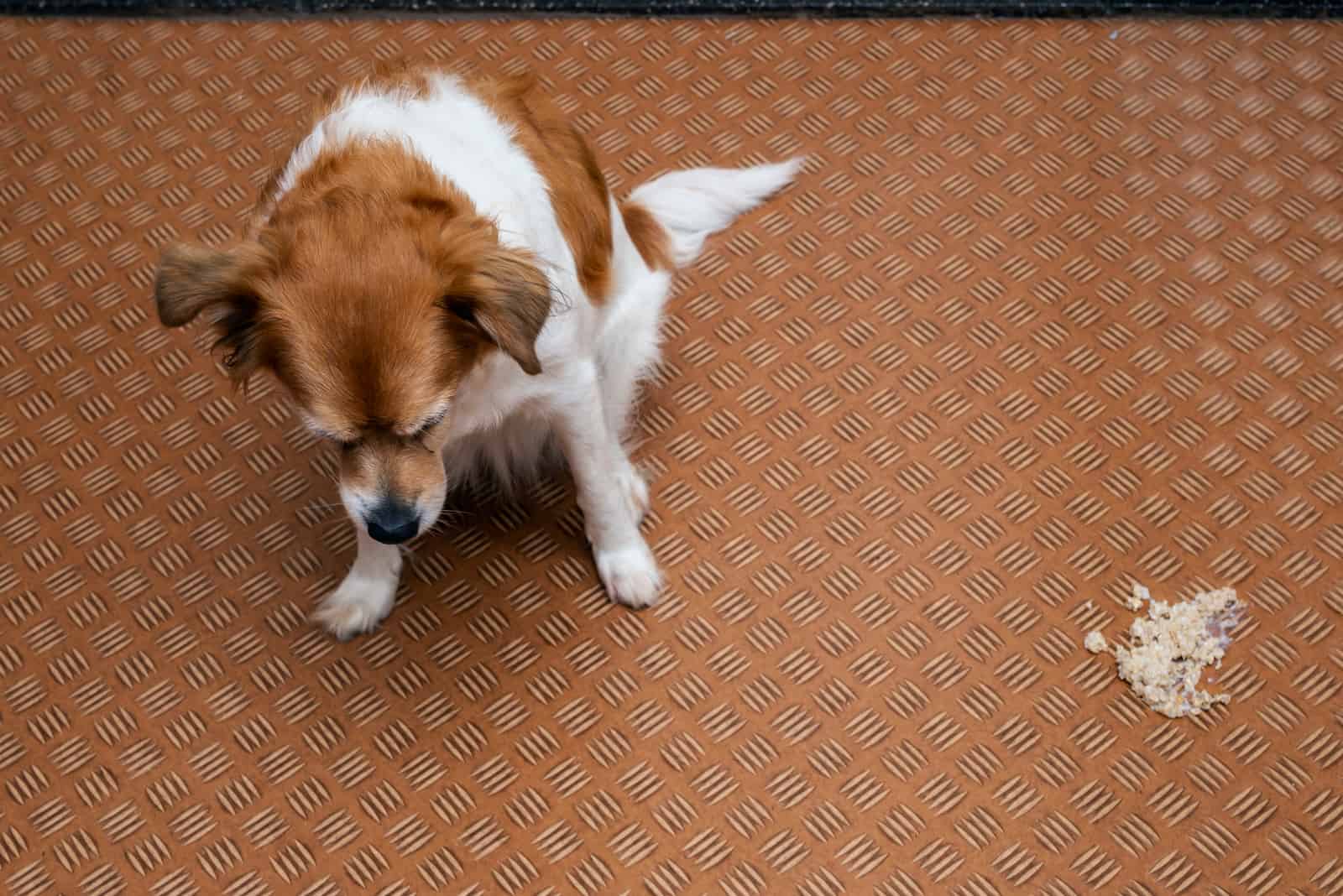 perro triste de pie junto a su vómito