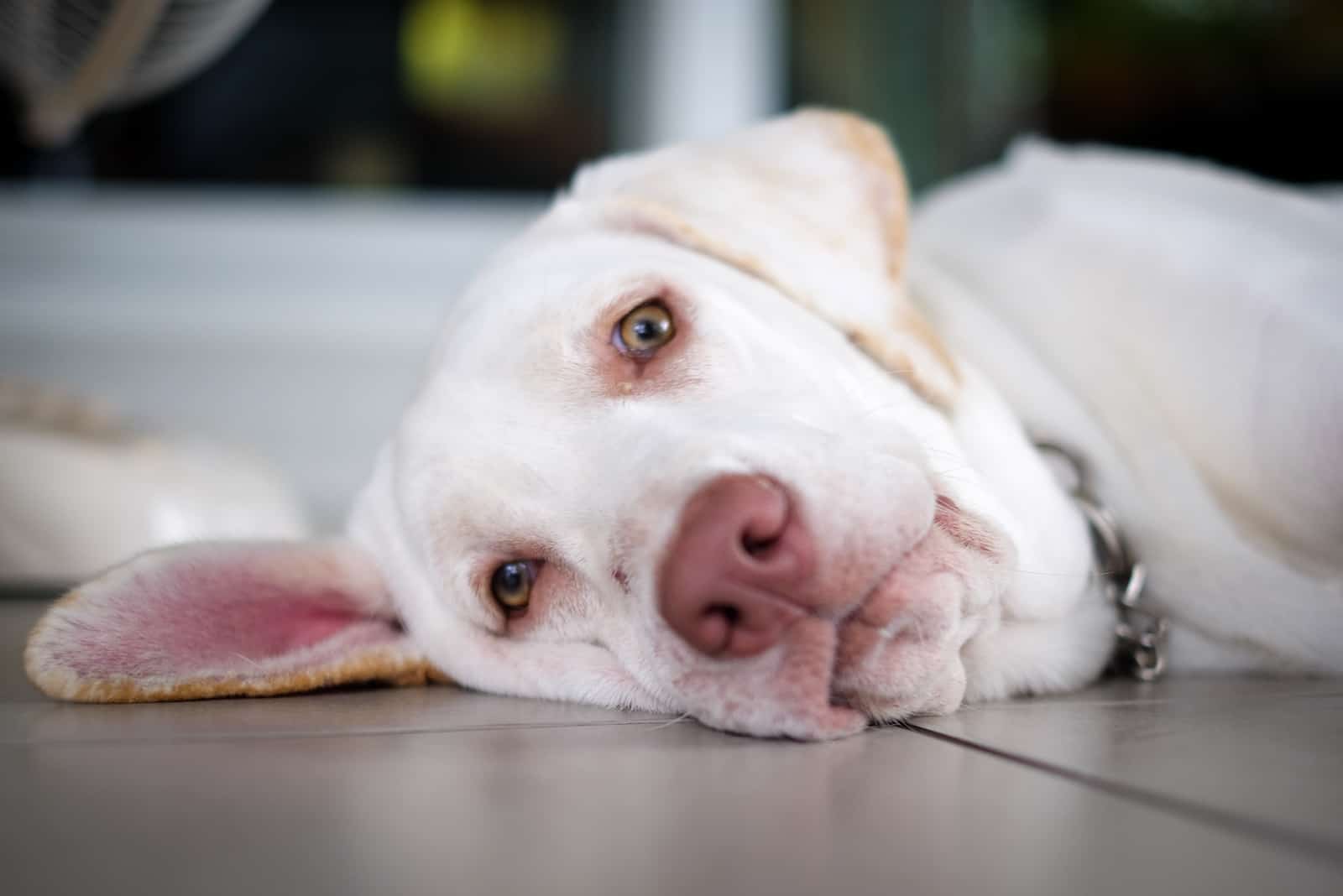 perro triste con nariz rosada