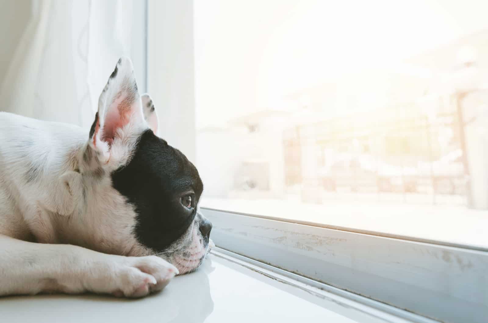 bulldog francés triste mirando por la ventana