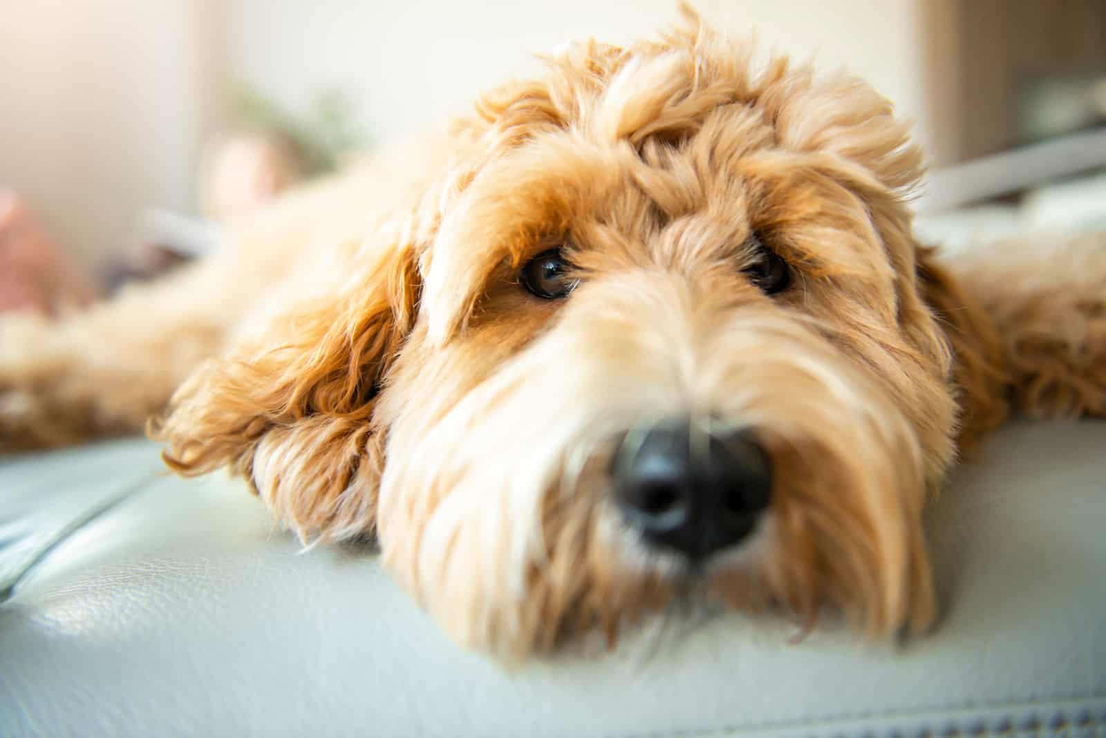 triste perro goldendoodle acostado en el sofá