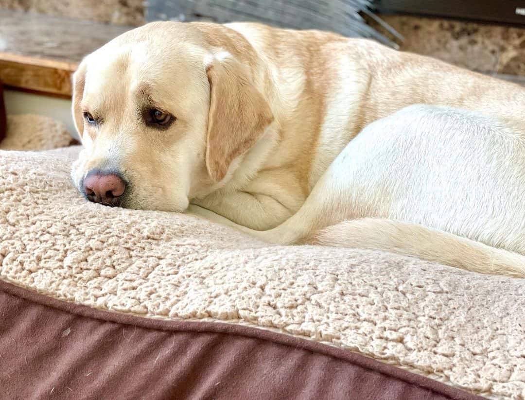 labrador triste