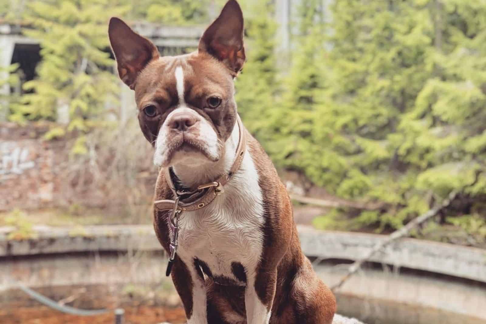 boston terrier rojo triste