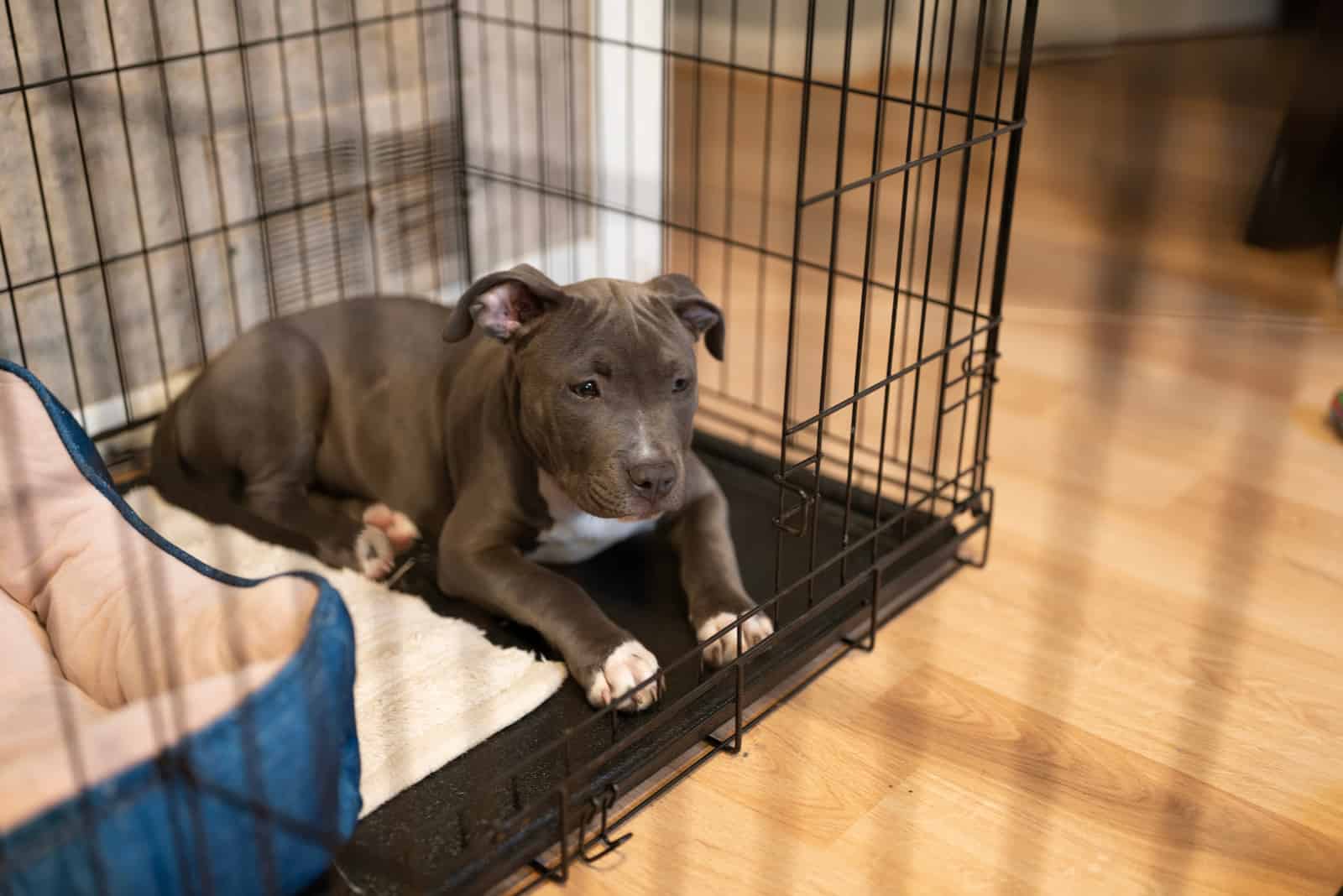 cachorro triste en una jaula