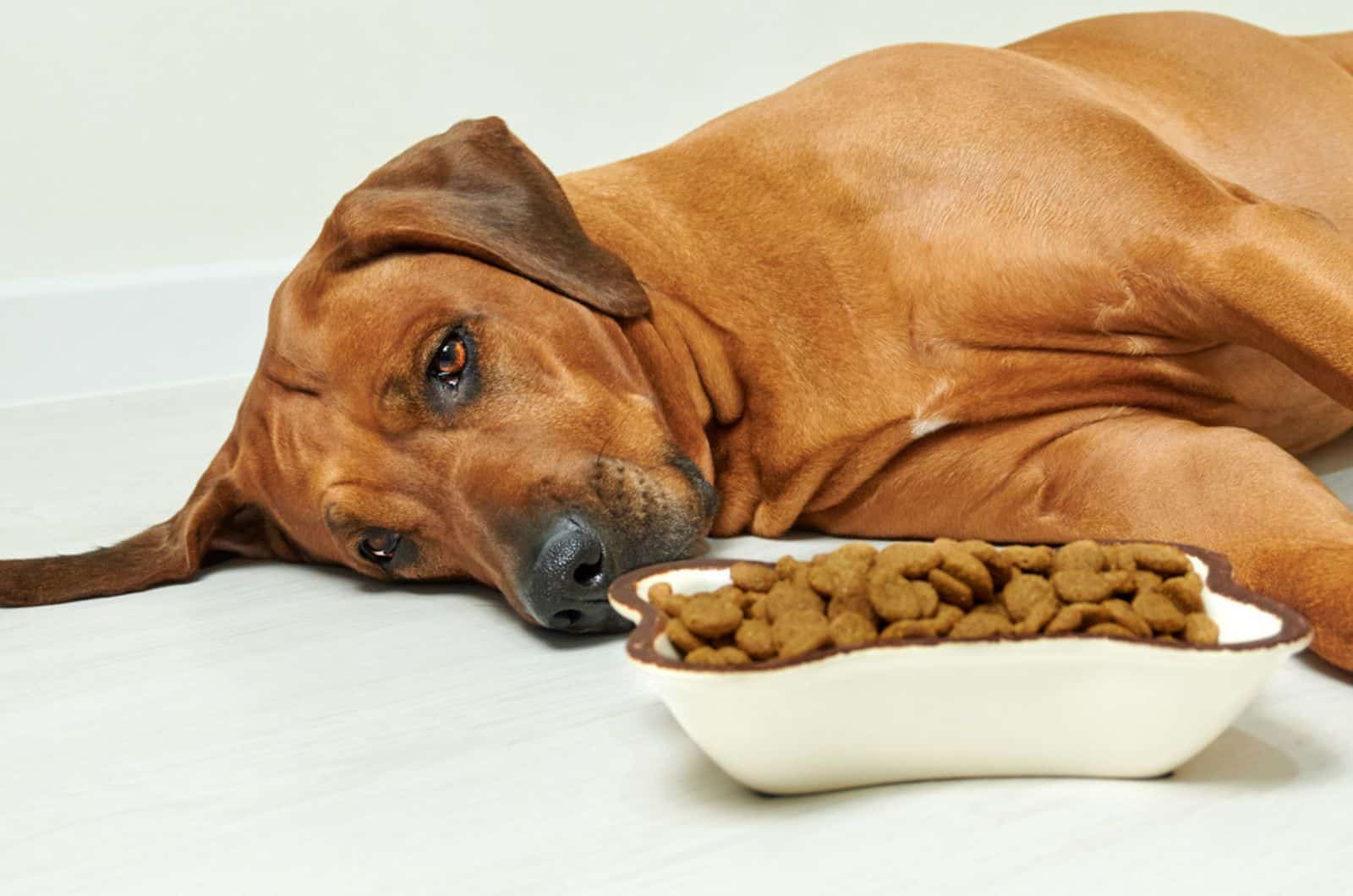 perro rhodesian ridgeback triste acostado en el suelo se niega a comer