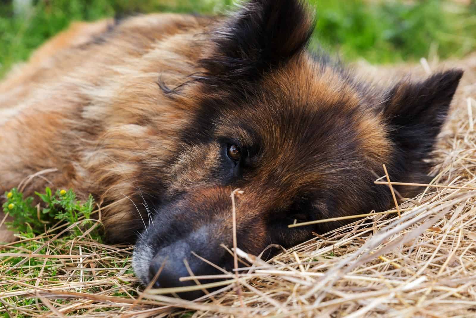 perro pastor alemán enfermo y triste acostado en el heno mirando a la cámara