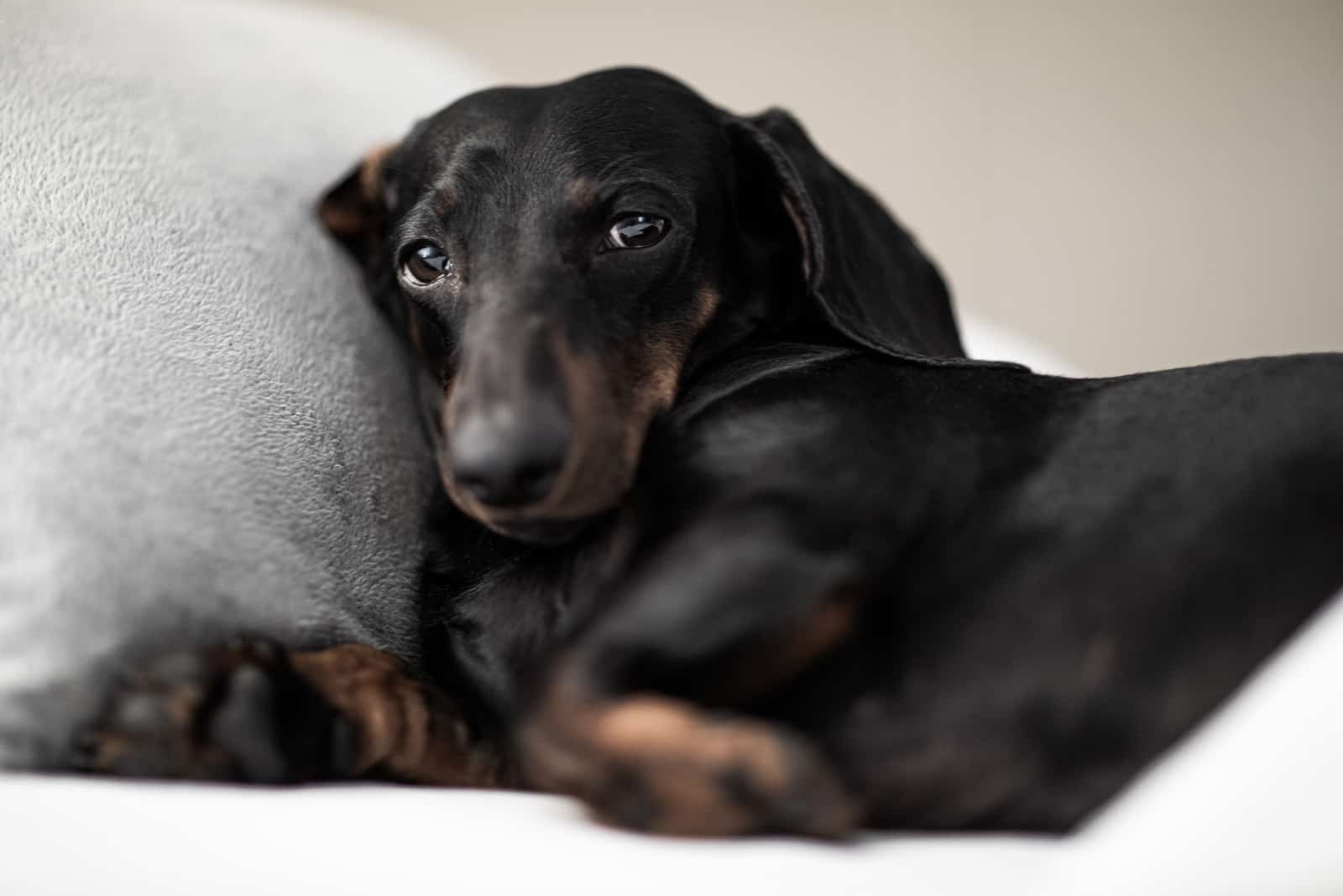 Perro Dachshund enfermo triste acostado en la cama